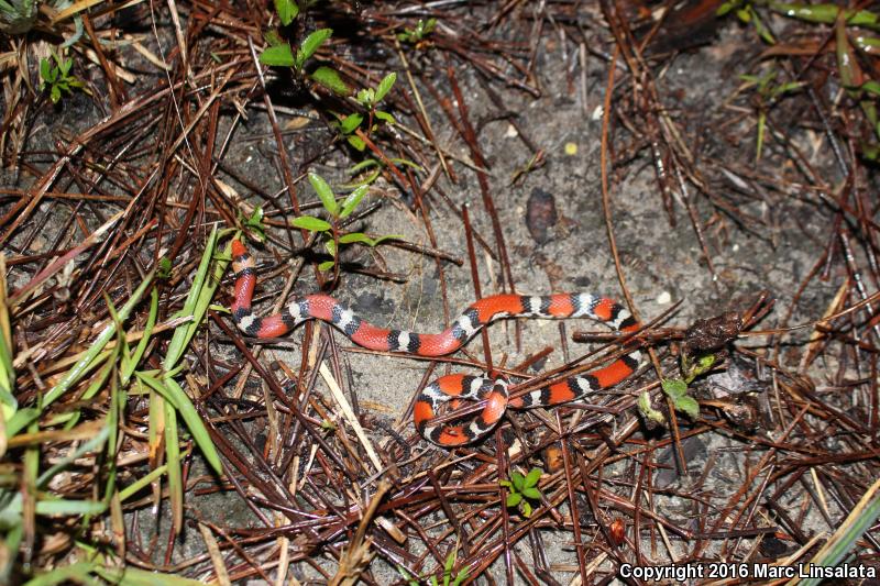 Northern  Scarletsnake (Cemophora coccinea copei)