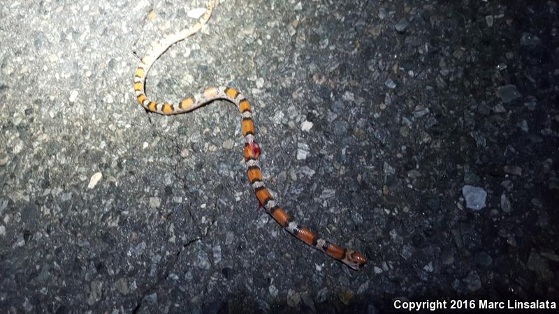 Northern  Scarletsnake (Cemophora coccinea copei)