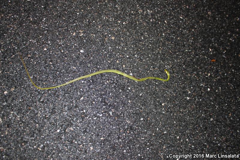 Florida Rough Greensnake (Opheodrys aestivus carinatus)