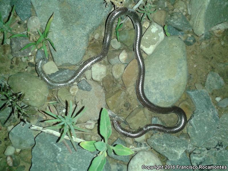 Texas Threadsnake (Leptotyphlops dulcis)