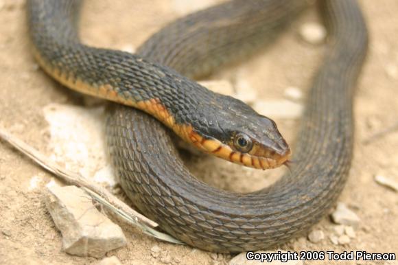 Copper-bellied Watersnake (Nerodia erythrogaster neglecta)