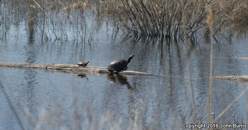 Blanding's Turtle (Emydoidea blandingii)