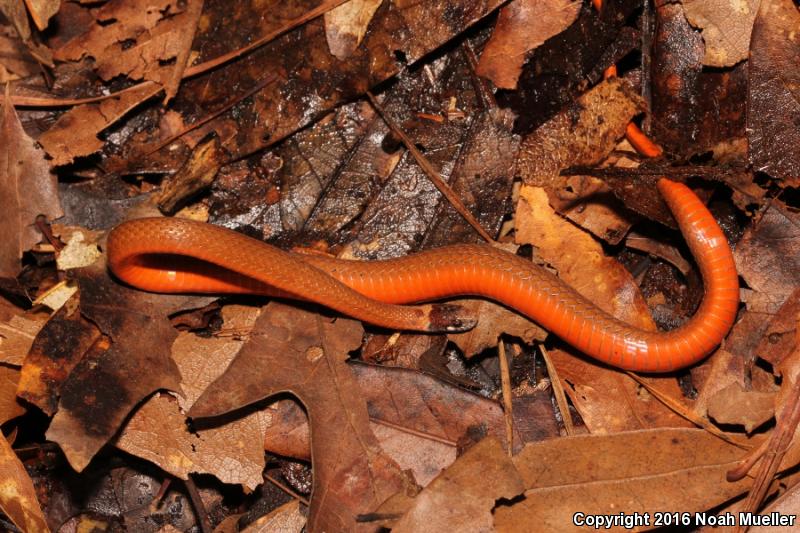 Florida Red-bellied Snake (Storeria occipitomaculata obscura)