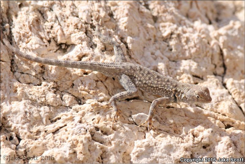 Big Bend Canyon Lizard (Sceloporus merriami annulatus)