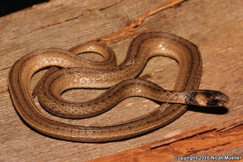 Florida Brownsnake (Storeria victa)