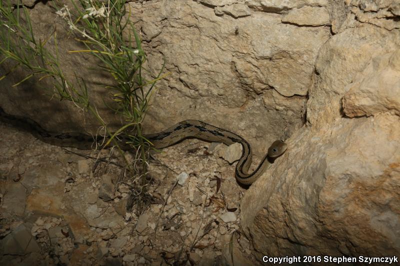 Northern Trans-Pecos Rat Snake (Bogertophis subocularis subocularis)