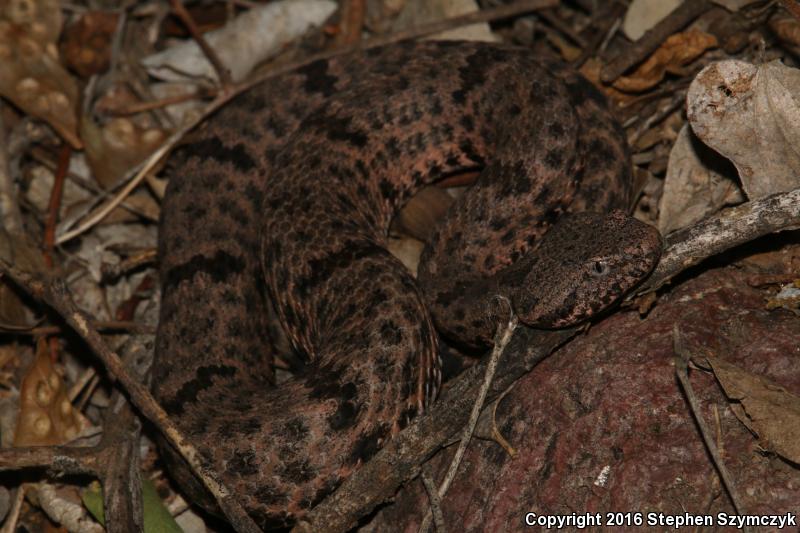 Mottled Rock Rattlesnake (Crotalus lepidus lepidus)