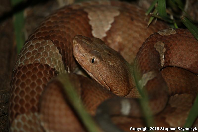 Trans-Pecos Copperhead (Agkistrodon contortrix pictigaster)