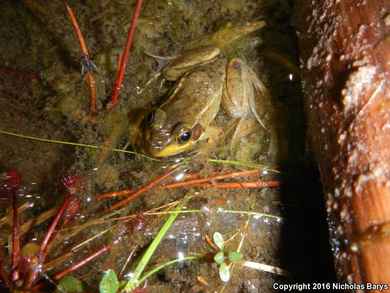 Florida Bog Frog (Lithobates okaloosae)