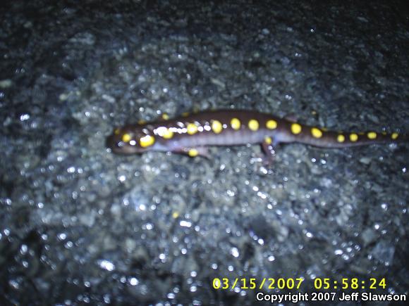 Spotted Salamander (Ambystoma maculatum)