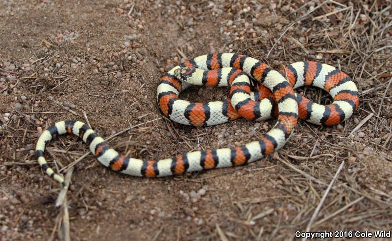 Central Plains Milksnake (Lampropeltis triangulum gentilis)