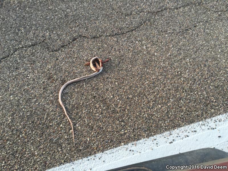 Sonoran Coachwhip (Coluber flagellum cingulum)