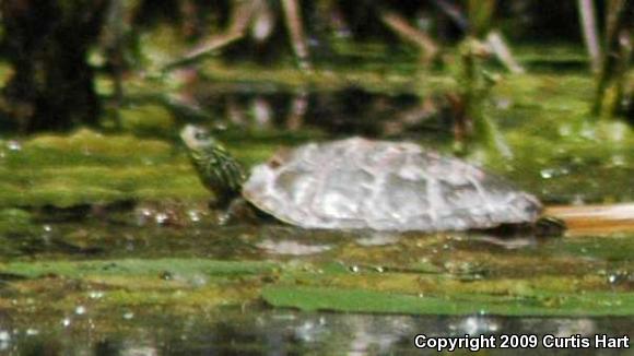 Northern Map Turtle (Graptemys geographica)