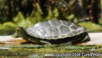 Northern Map Turtle (Graptemys geographica)