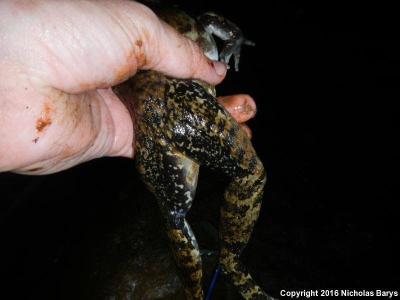 River Frog (Lithobates heckscheri)