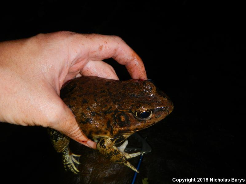 River Frog (Lithobates heckscheri)