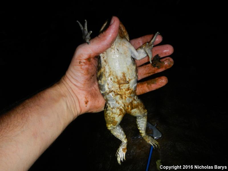 River Frog (Lithobates heckscheri)