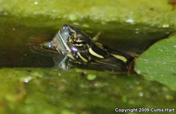 Midland Painted Turtle (Chrysemys picta marginata)