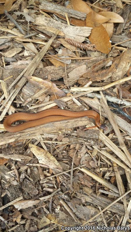 Florida Red-bellied Snake (Storeria occipitomaculata obscura)