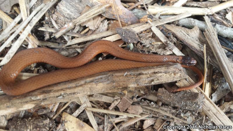 Florida Red-bellied Snake (Storeria occipitomaculata obscura)