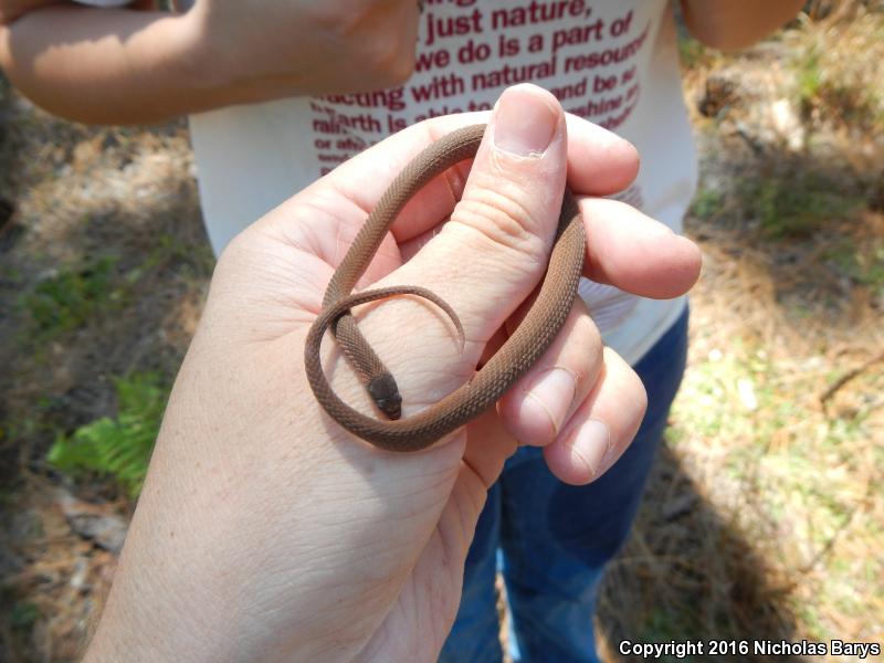 Florida Red-bellied Snake (Storeria occipitomaculata obscura)