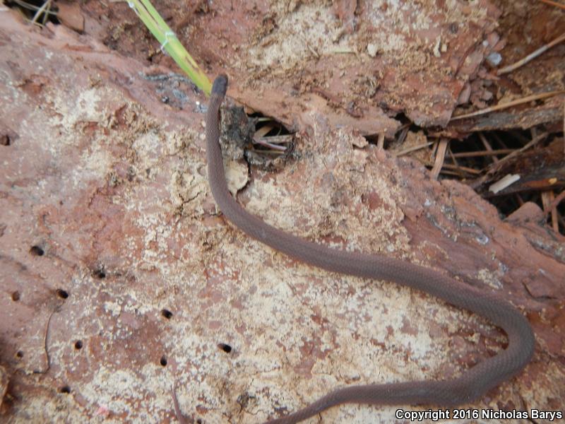 Florida Red-bellied Snake (Storeria occipitomaculata obscura)