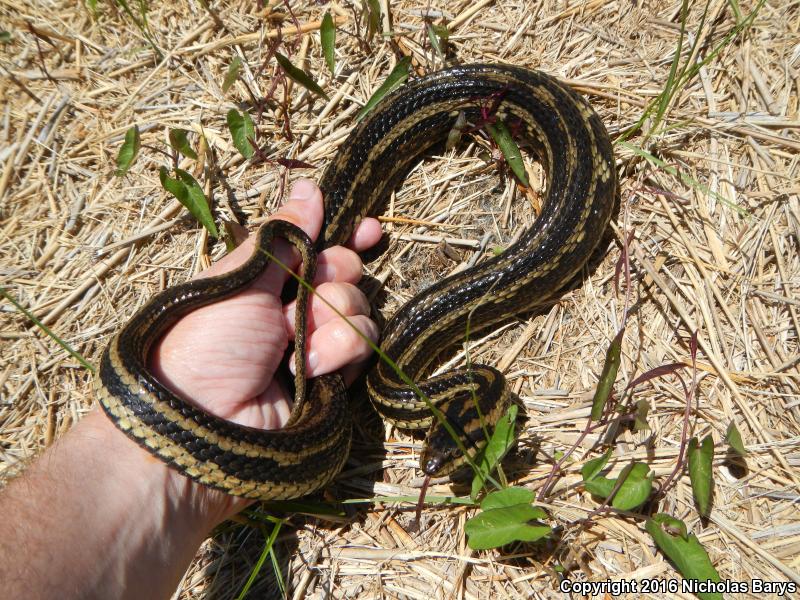 Gulf Saltmarsh Snake (Nerodia clarkii clarkii)