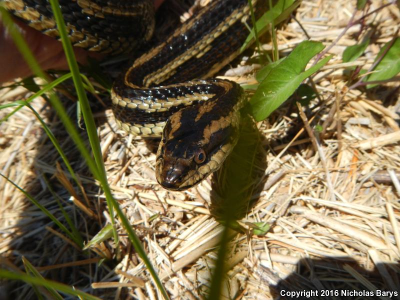 Gulf Saltmarsh Snake (Nerodia clarkii clarkii)