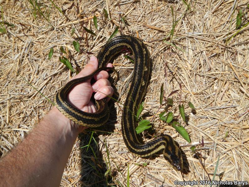 Gulf Saltmarsh Snake (Nerodia clarkii clarkii)