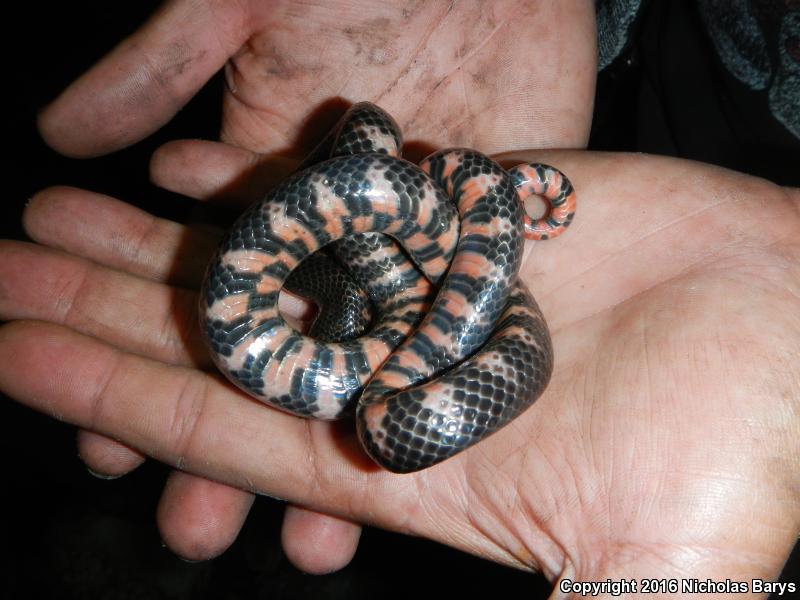 Eastern Mudsnake (Farancia abacura abacura)