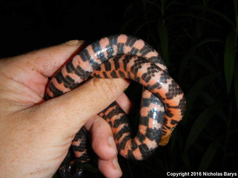 Eastern Mudsnake (Farancia abacura abacura)