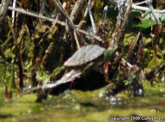 Northern Map Turtle (Graptemys geographica)