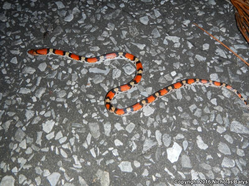 Northern  Scarletsnake (Cemophora coccinea copei)