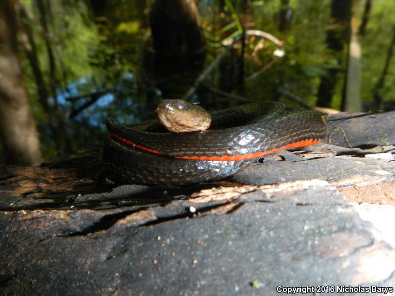 North Florida Swampsnake (Seminatrix pygaea pygaea)