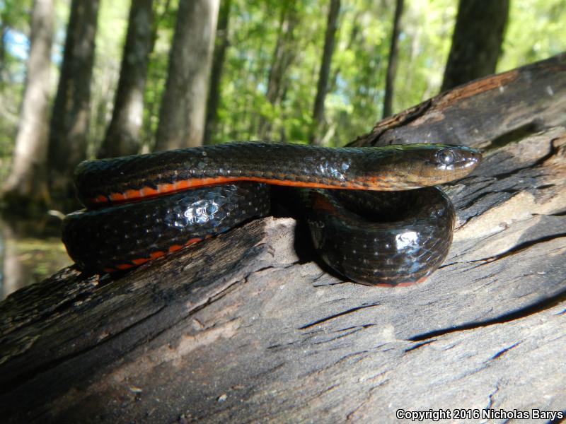 North Florida Swampsnake (Seminatrix pygaea pygaea)