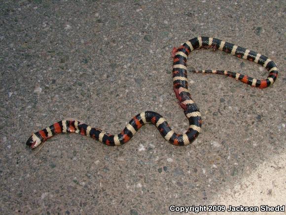 Sierra Mountain Kingsnake (Lampropeltis zonata multicincta)