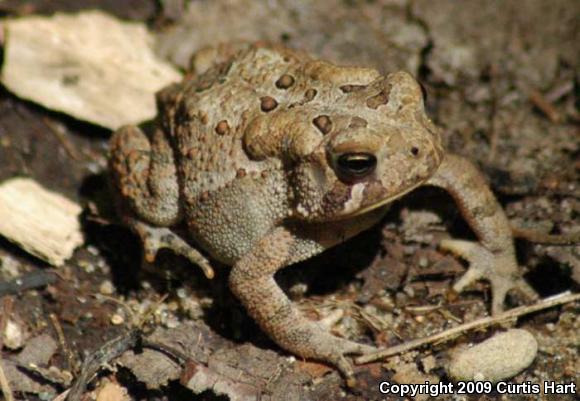 Eastern American Toad (Anaxyrus americanus americanus)