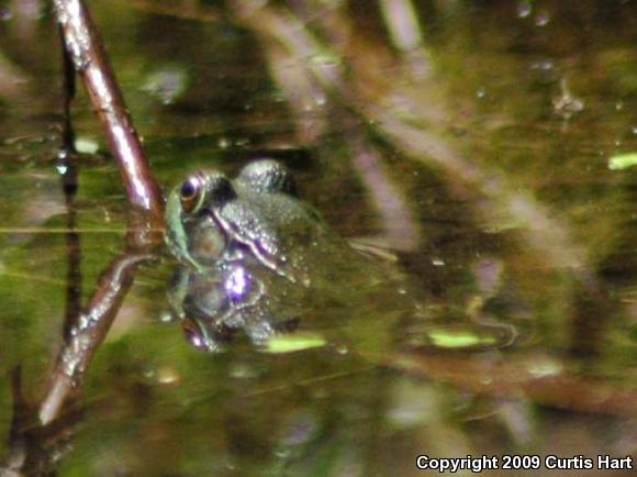 Northern Green Frog (Lithobates clamitans melanota)