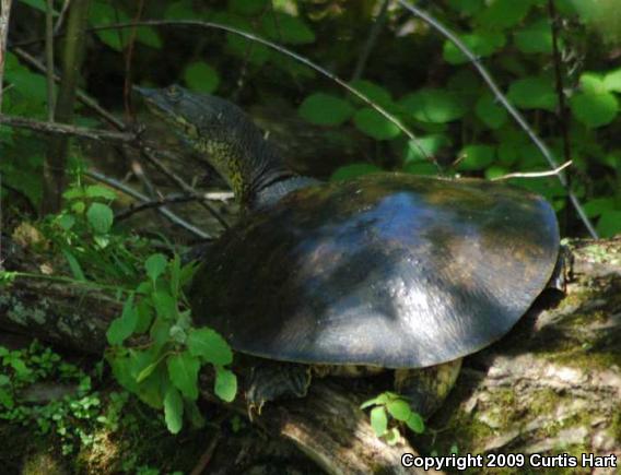 Eastern Spiny Softshell (Apalone spinifera spinifera)