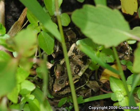 Northern Leopard Frog (Lithobates pipiens)