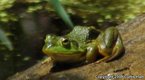 American Bullfrog (Lithobates catesbeianus)