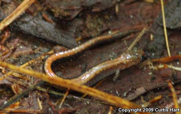 Eastern Red-backed Salamander (Plethodon cinereus)