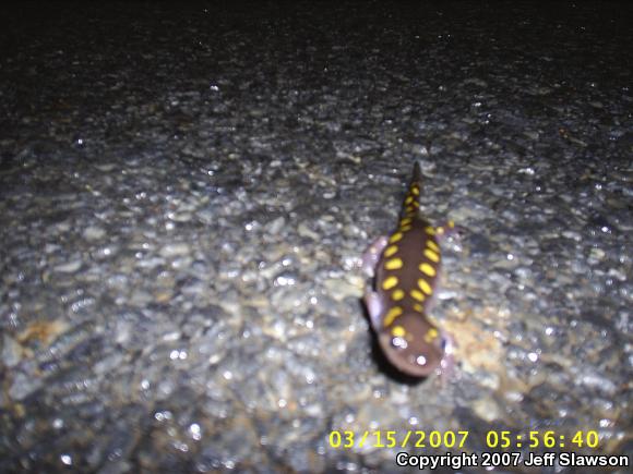 Spotted Salamander (Ambystoma maculatum)