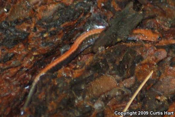 Eastern Red-backed Salamander (Plethodon cinereus)