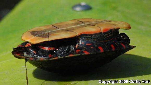 Midland Painted Turtle (Chrysemys picta marginata)