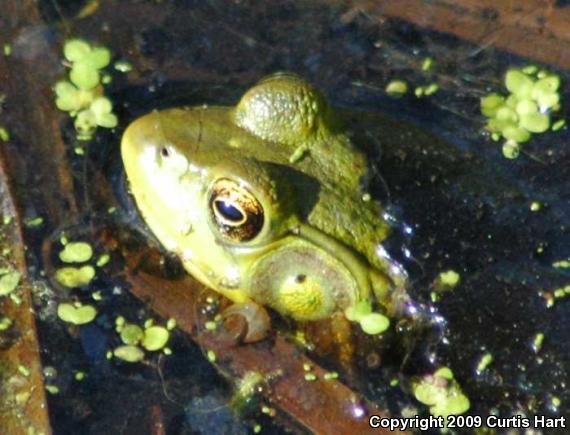 Northern Green Frog (Lithobates clamitans melanota)