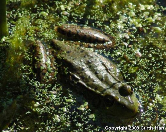 Northern Green Frog (Lithobates clamitans melanota)