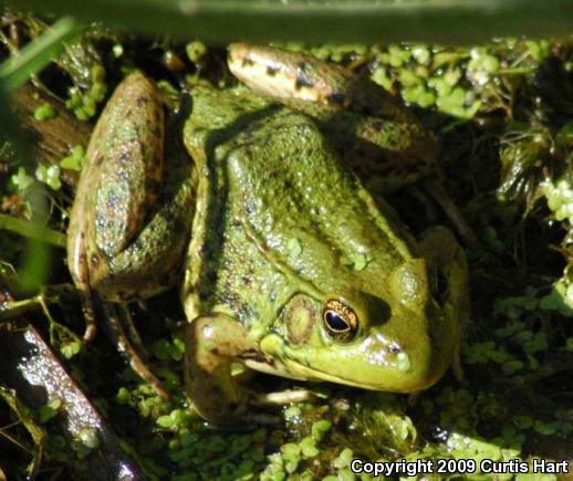 Northern Green Frog (Lithobates clamitans melanota)