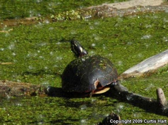 Midland Painted Turtle (Chrysemys picta marginata)