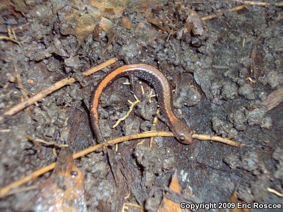 Eastern Red-backed Salamander (Plethodon cinereus)